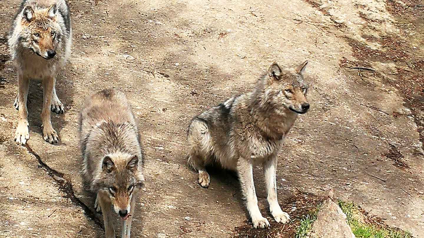 J&auml;rvzoo vargar